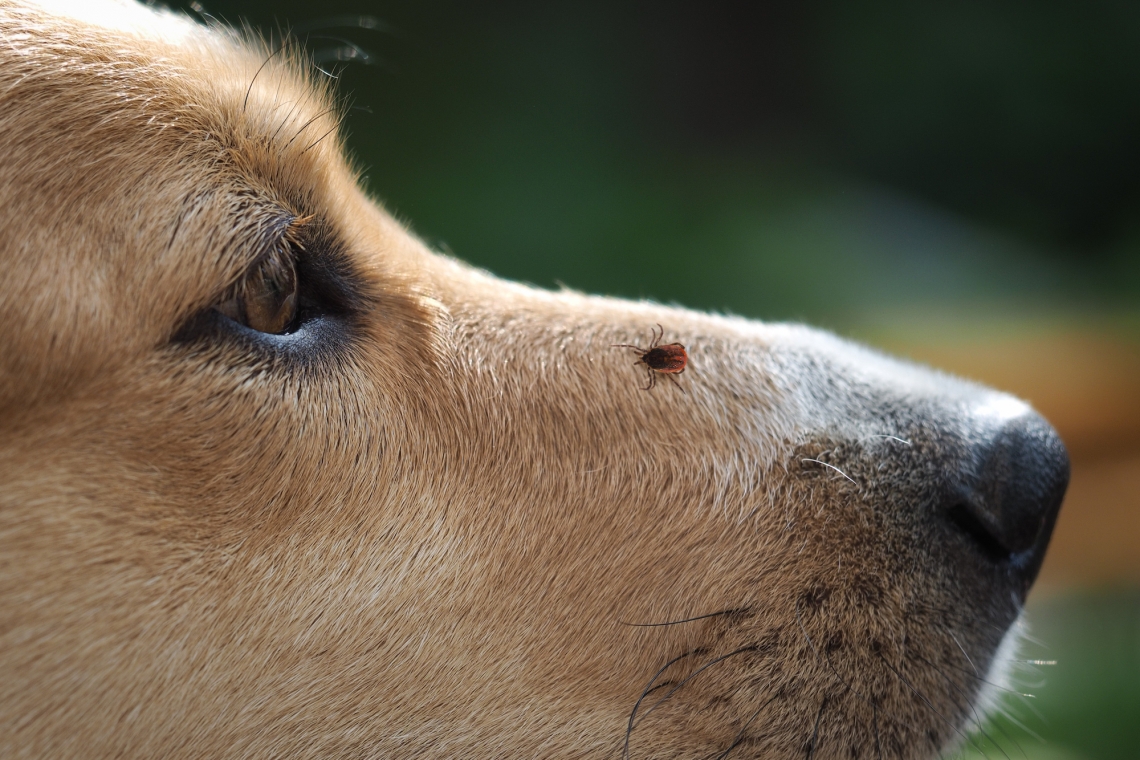 Le zecche: conoscerle è fondamentale per proteggere al meglio i nostri cani e gatti (e noi stessi)